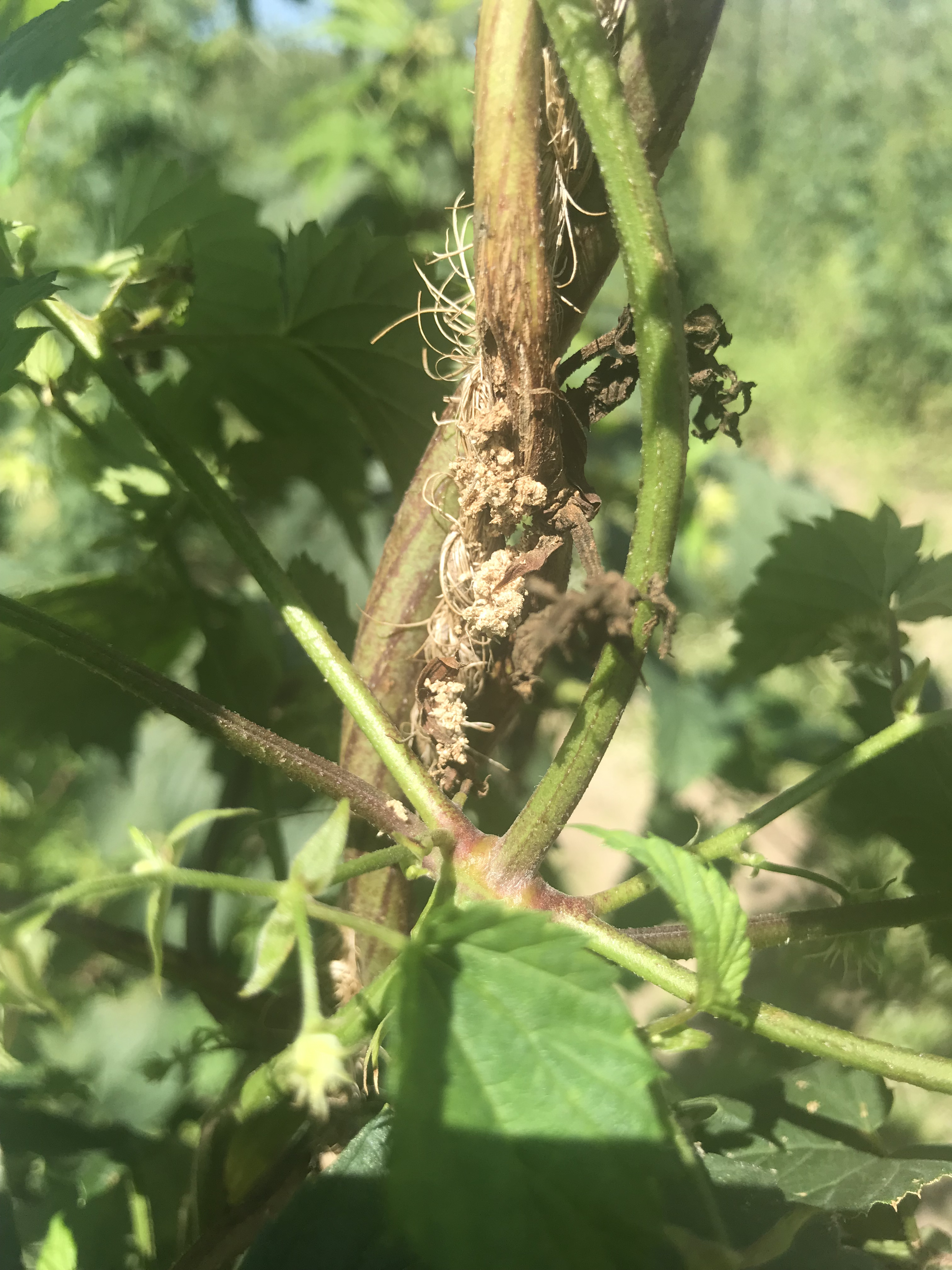 Frass and webbing on hop plant.